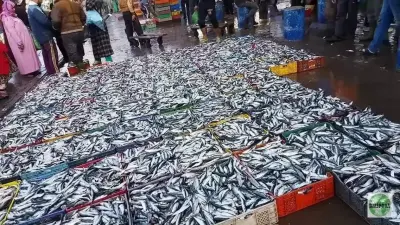 استئناف نشاط الصيد يبشر بانفراج في أسعار الأسماك بأسواق الدار البيضاء